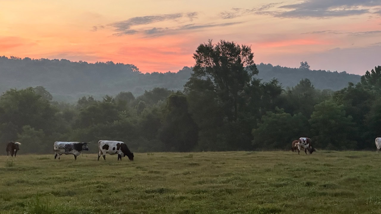 Cattle grazing across a wide pasture at golden hour with misty rolling hills